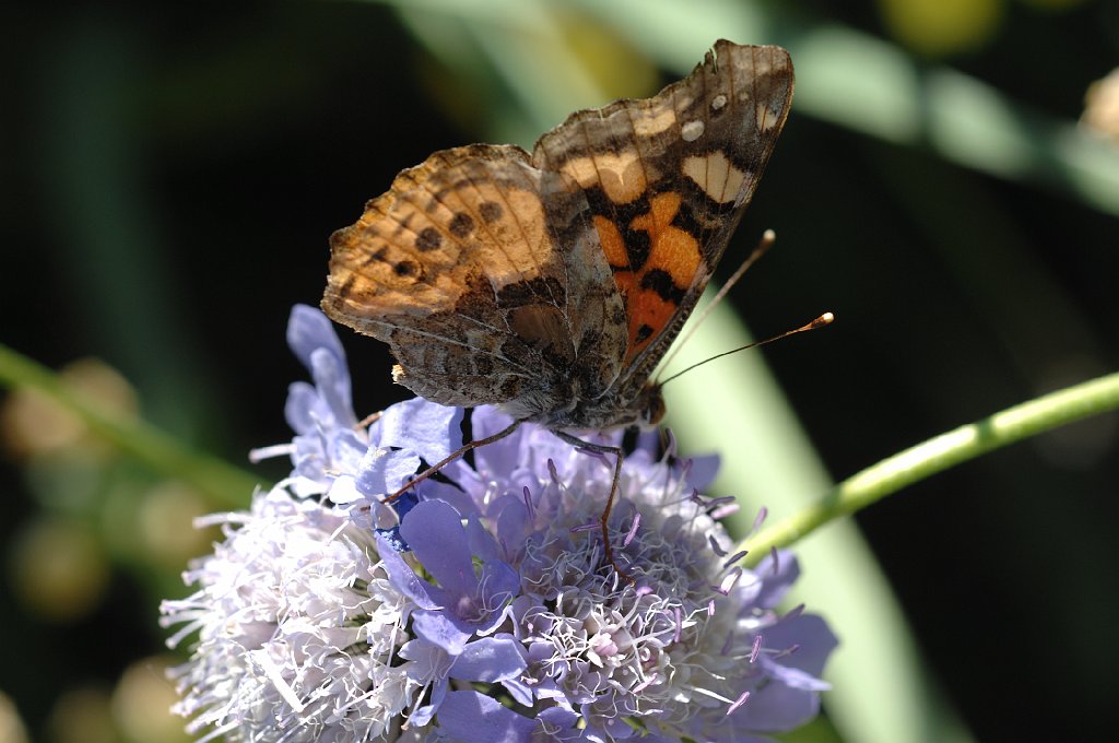 192 2010-06243048 Denver Botanic Gardens, CO.JPG - West Coast Lady (Vanessa annabella). Butterfly. Denver Botanic Gardens, Denver, CO, 6-24-2010